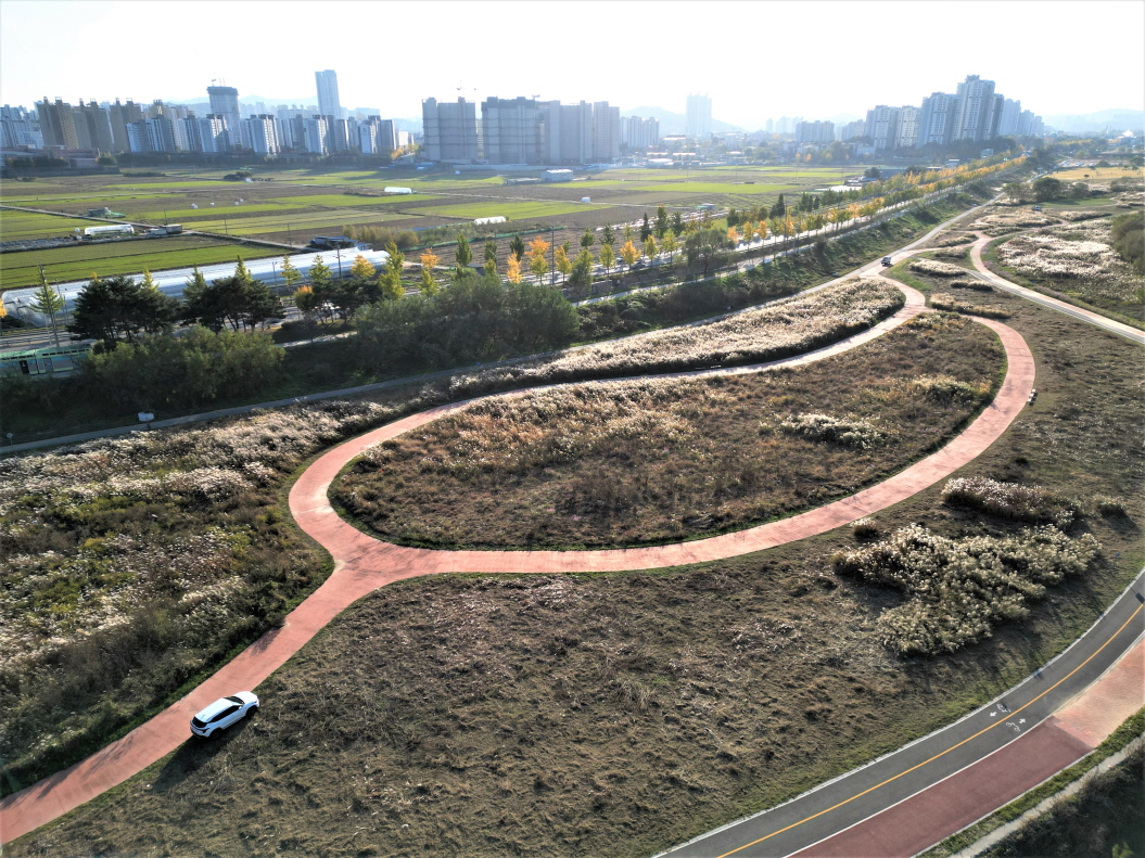 곡교천_코스모스_갈대 (1)