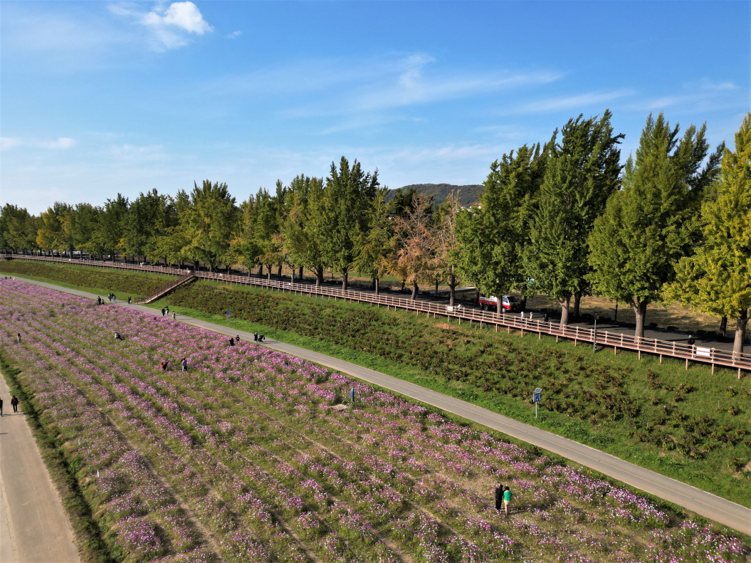 곡교천_코스모스_갈대 (2)