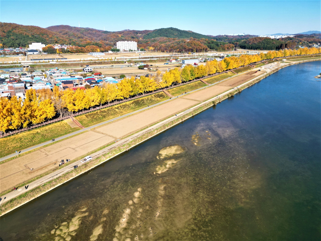 은행나무길_단풍 (1)