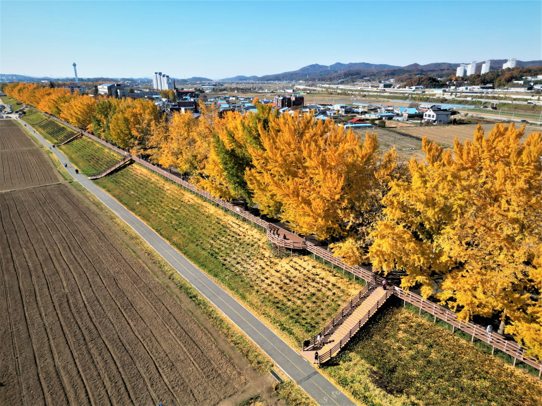 은행나무길_단풍 (2)