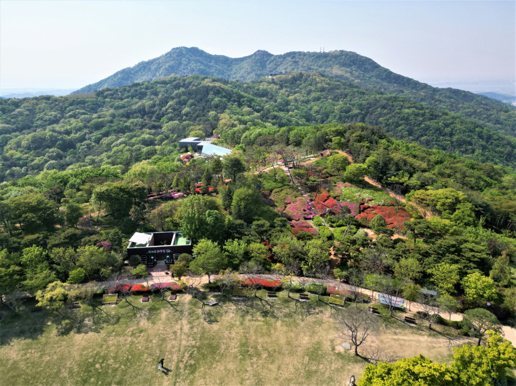 영인산수목원_철쭉(2)